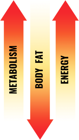 Metabolism, Body Fat, and Energy